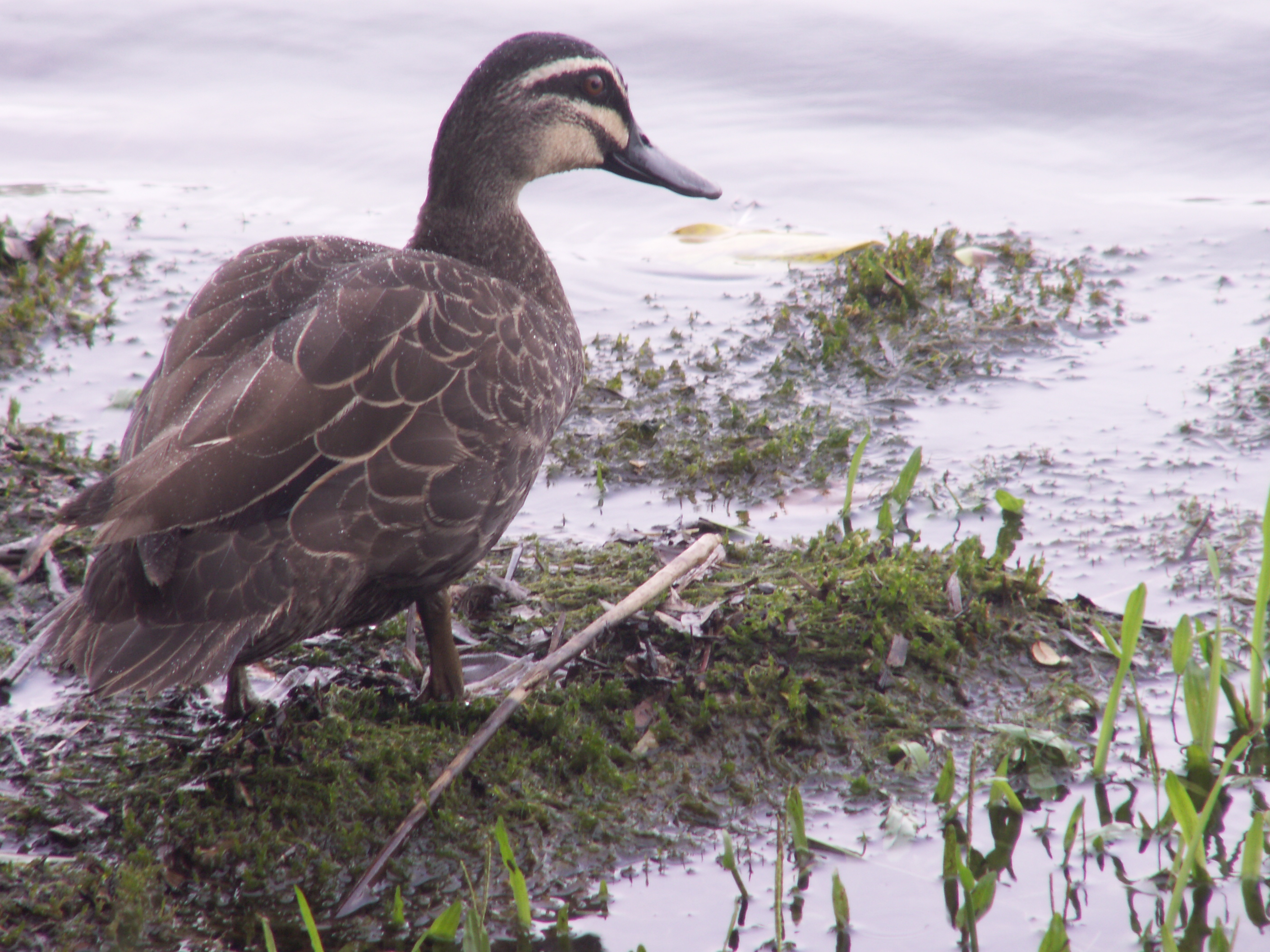 Pacific Black Duck